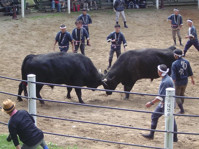 牛の角突きでの5歳同士の対決。あわや客席に!?という緊張の場面