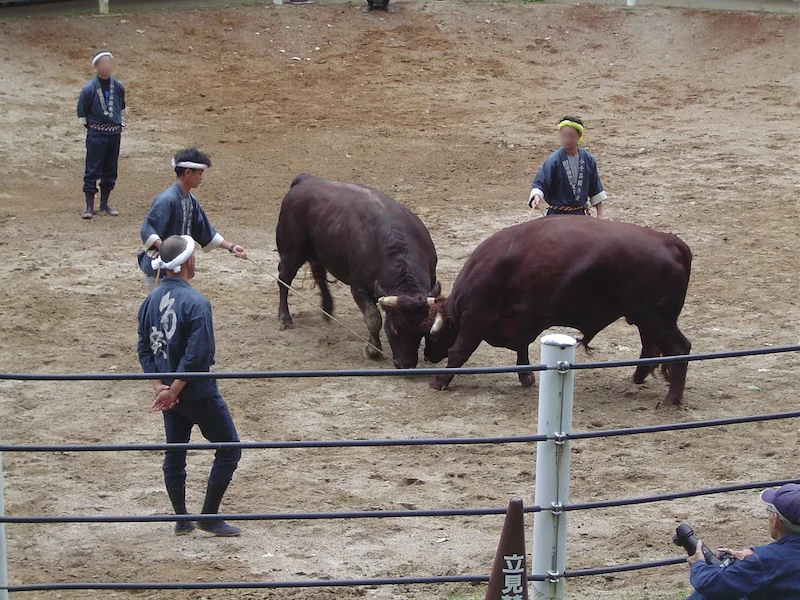 小千谷市牛の角突きの様子。序盤の数試合は歴の浅い闘牛たちで、綱をつけながら戦う