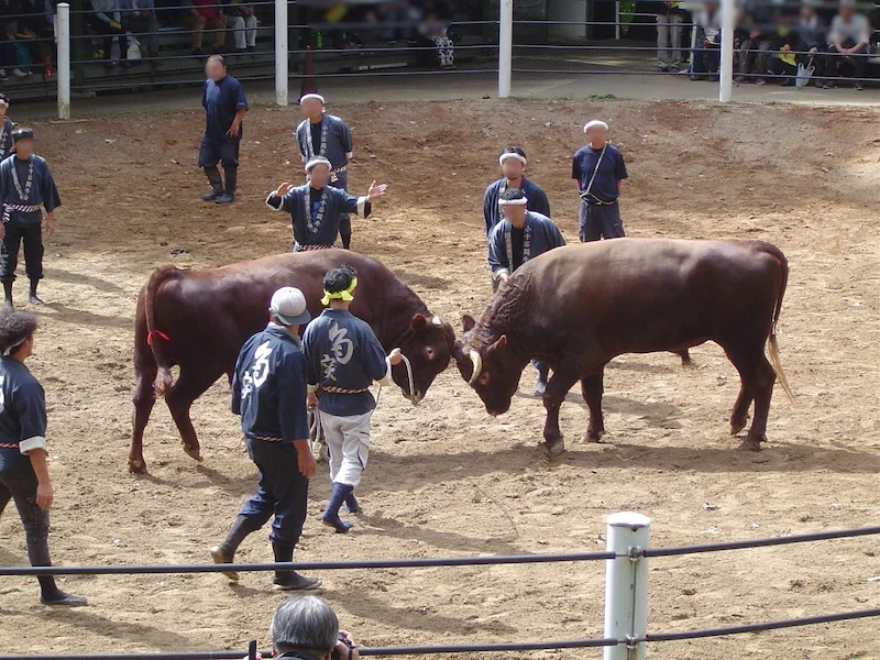 若い牛同士が頭をぶつけ合う迫力のある戦い。