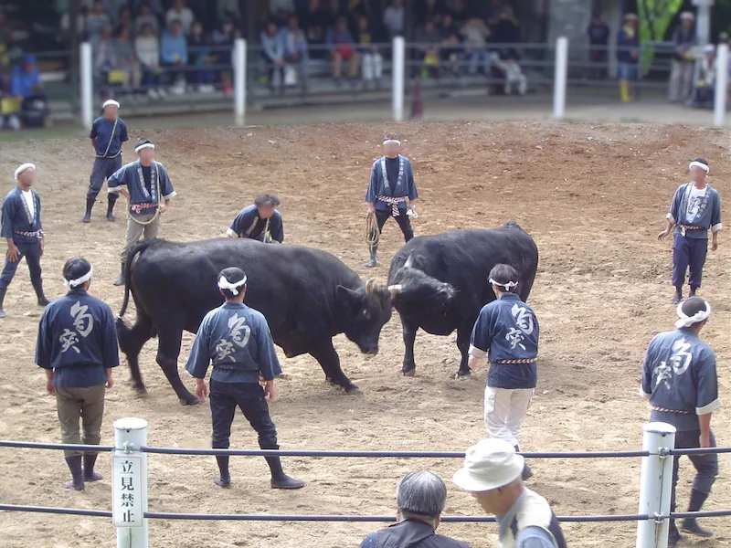 小千谷「牛の角突き」バッファ郎 VS 飛夢皇の対決