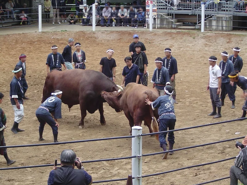 小千谷の牛の角突きもいよいよ佳境。大きな牛たちの戦いを勢子が見守る