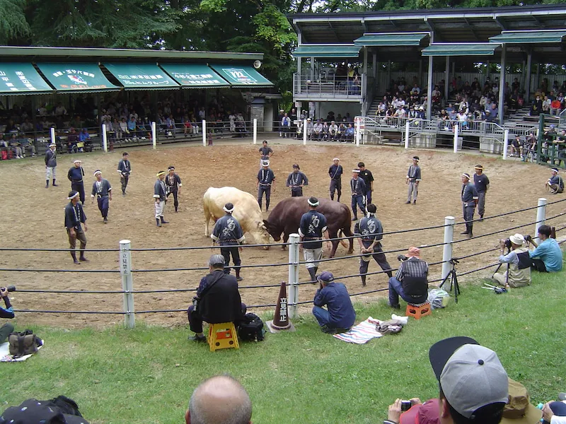 小千谷の牛の角突きを客席から見た様子。離れていても頭通しがぶつかる鈍い音が聞こえる
