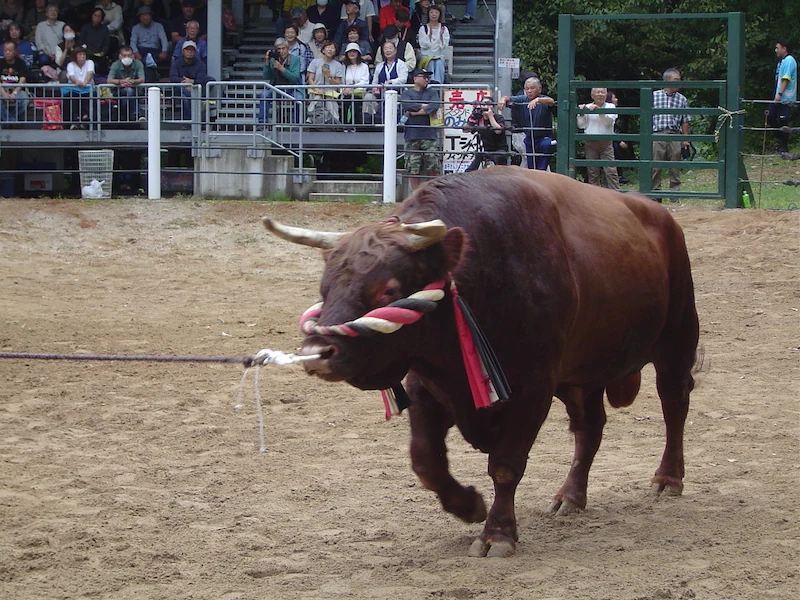 小千谷の牛の角突きに出場する、面綱を付けた闘牛。力士の化粧まわしのようで貫禄がある