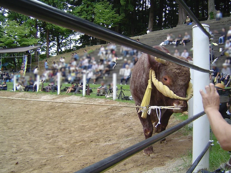 面綱を付けた闘牛が客席に蹴りを入れていてヒヤッとしたところ。ファンサ良し!