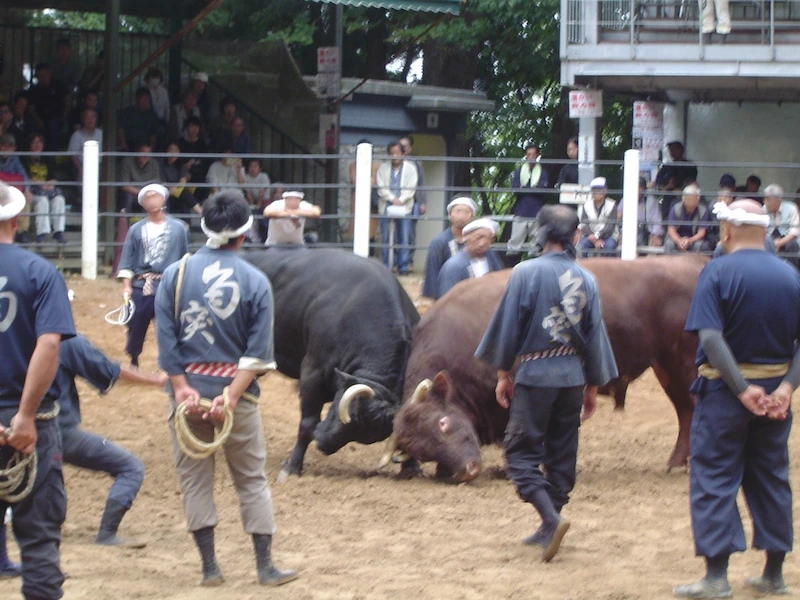 10月開催回、いよいよ最後の取り組み。横綱同士は技で魅せる!