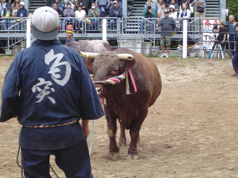 紅白黒の面綱を付けた闘牛と勢子の後ろ姿。深い信頼関係。