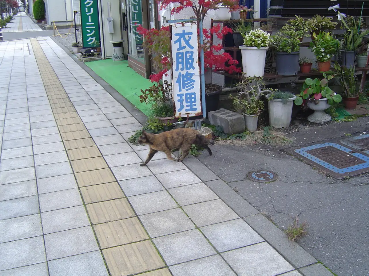 須坂市で見つけたのらねこちゃん。毛並みがいいから飼い猫かも？