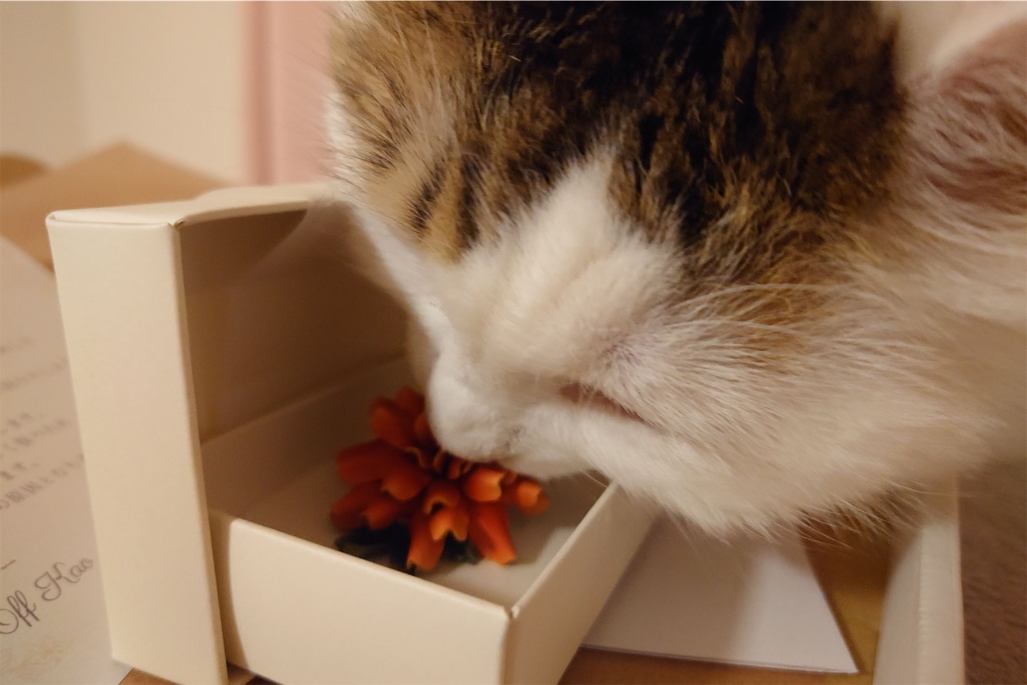 マリーゴールドのポニーフックに興味を示す猫。作品が箱に収められている