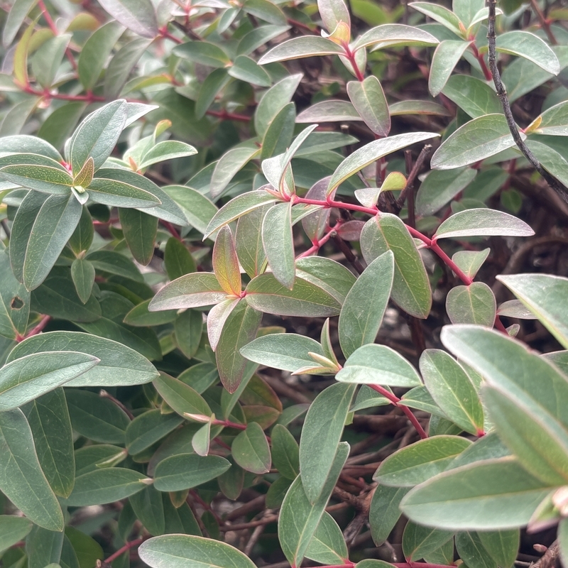 芽吹き始めた植物たちが春の訪れを告げる