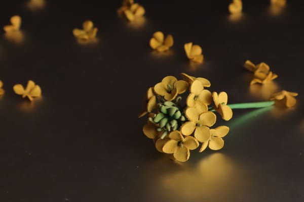 黒い背景に広がる革製の黄色い花びらと菜の花