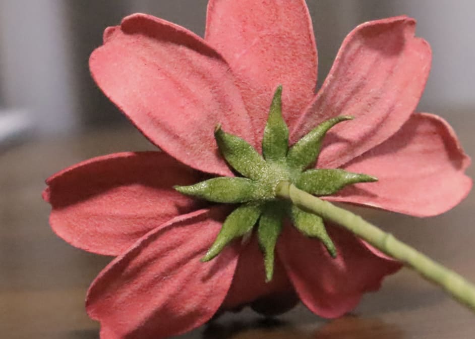 一輪の革花（レザーフラワー）のコスモスを、裏側から見た所。コスモスの裏側にはガクがついている。