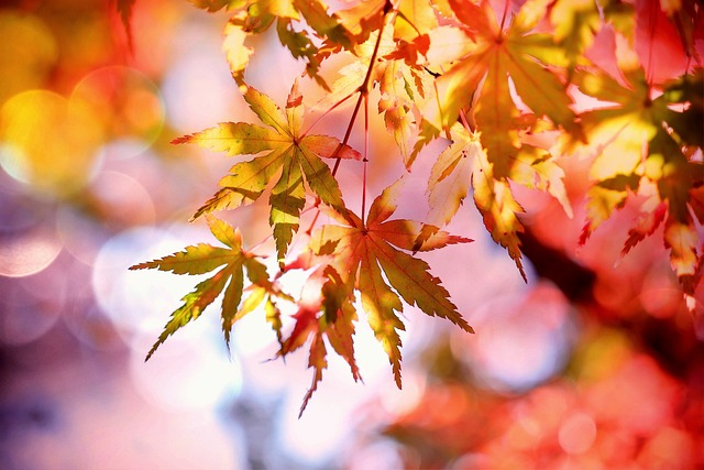 紅葉したもみじの葉っぱ