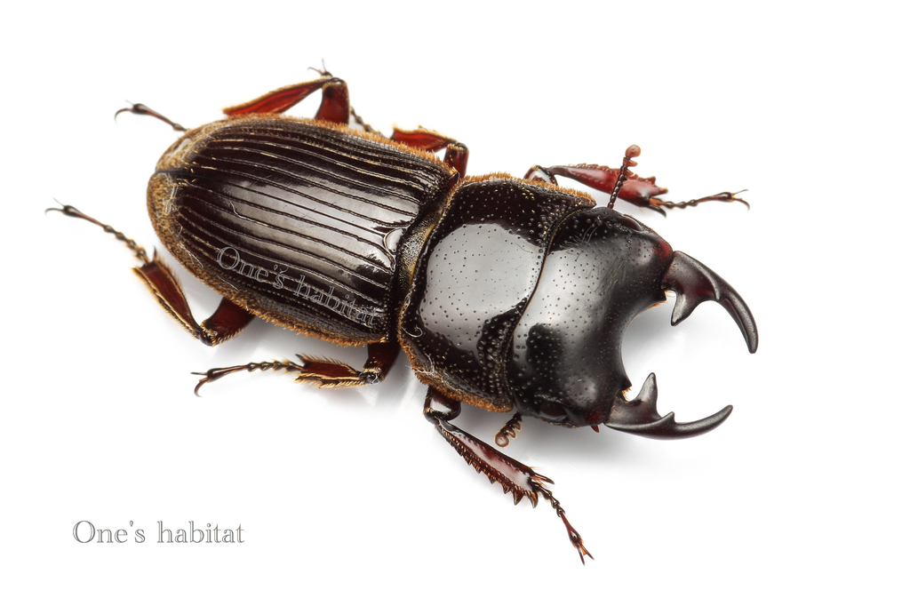 Aegus lunatus - One's habitat Blog