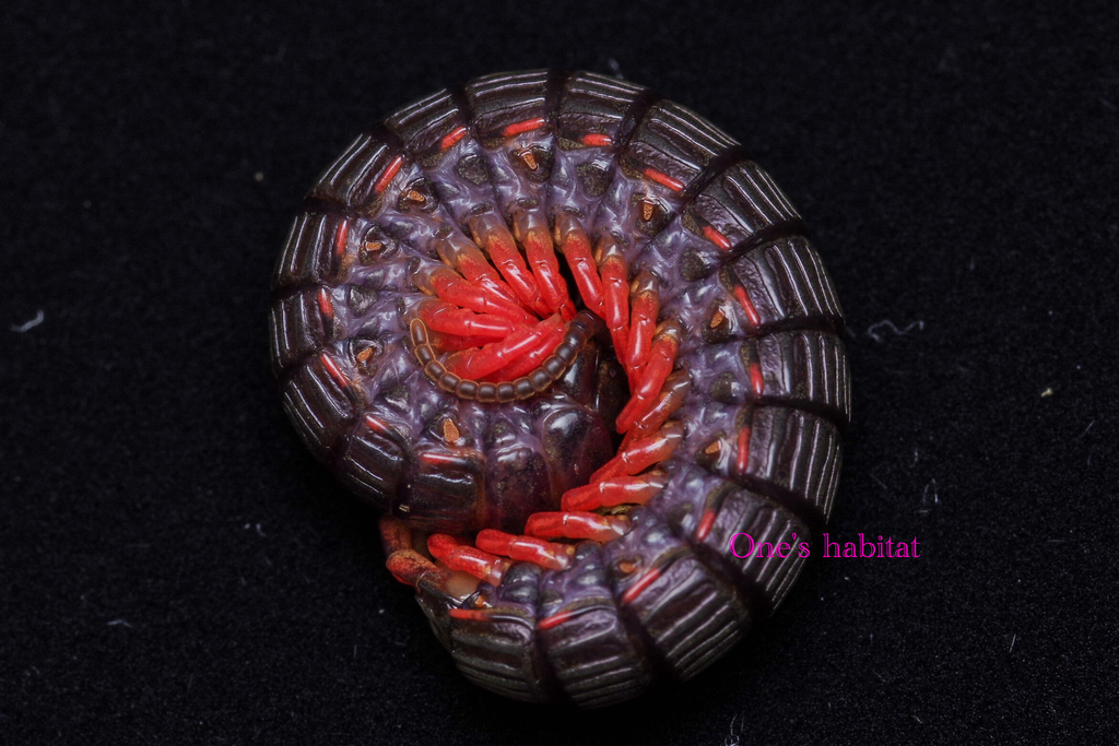 f:id:Oneshabitat:20180924015252j:plain