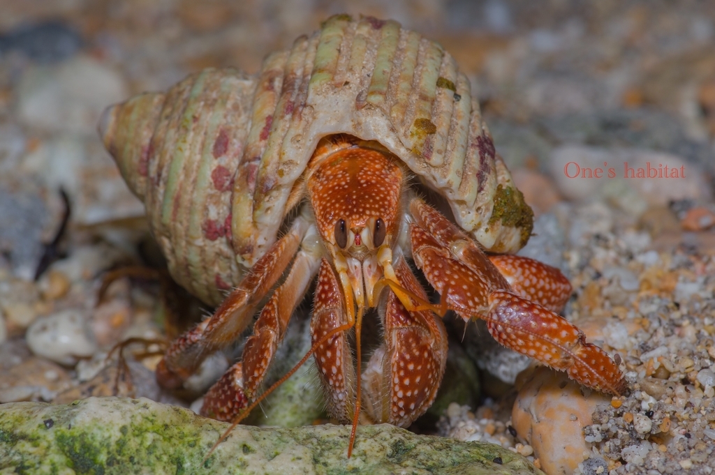 サキシマオカヤドカリ One S Habitat Blog