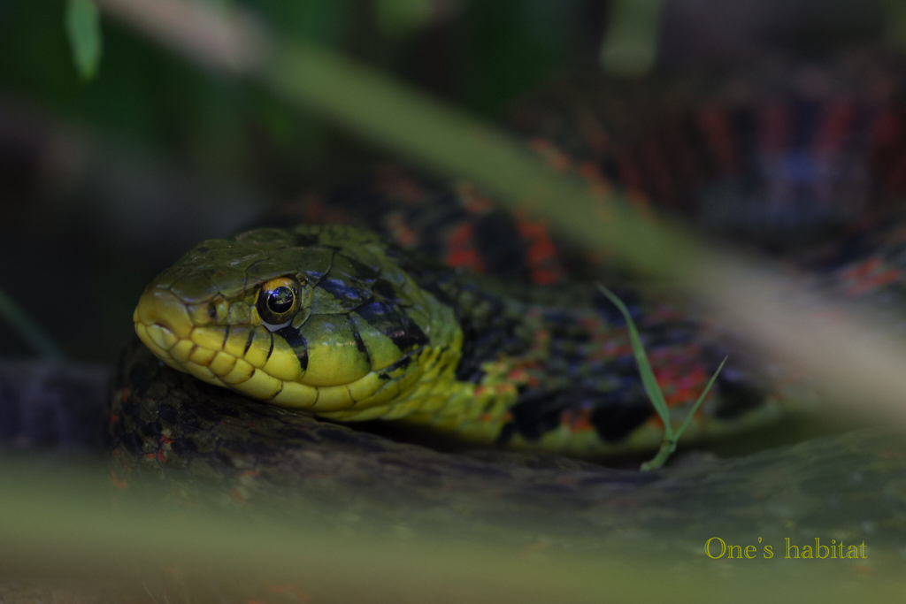ヤマカガシ Rhabdophis tigrinus - One's habitat Blog