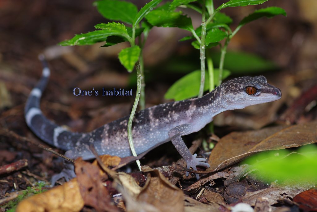 クロイワトカゲモドキ Goniurosaurus kuroiwae - One's habitat Blog