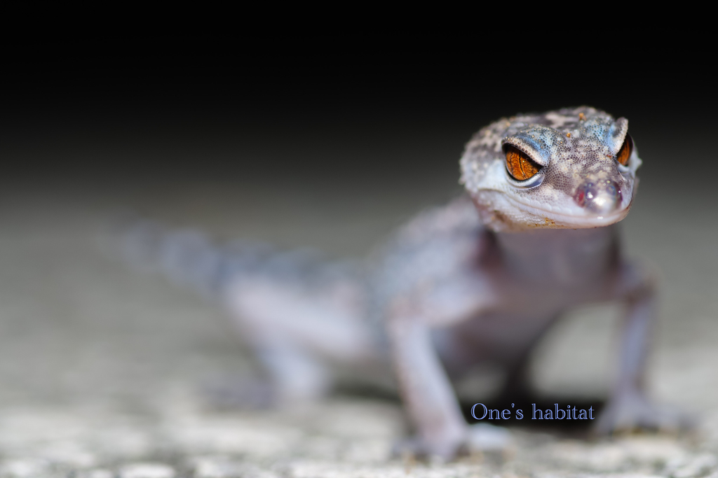 クロイワトカゲモドキ Goniurosaurus kuroiwae - One's habitat Blog