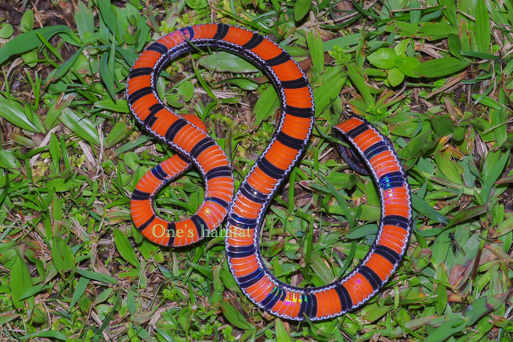 Calliophis intestinalis everetti