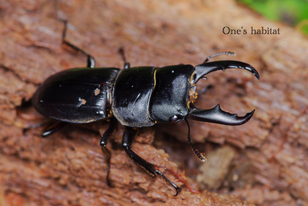 八丈　ハチジョウヒラタ ハチジョウヒラタクワガタ A型（東京都八丈町某所産）WF1 飼育記録