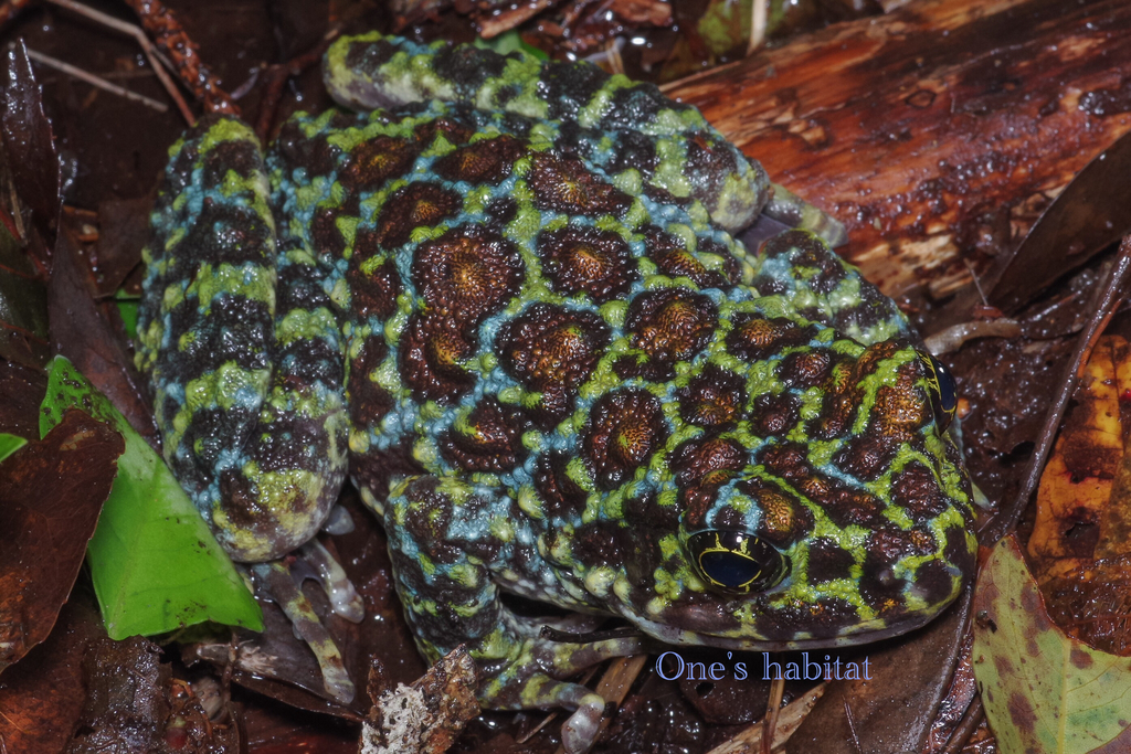 イシカワガエル 青色 - One's habitat Blog