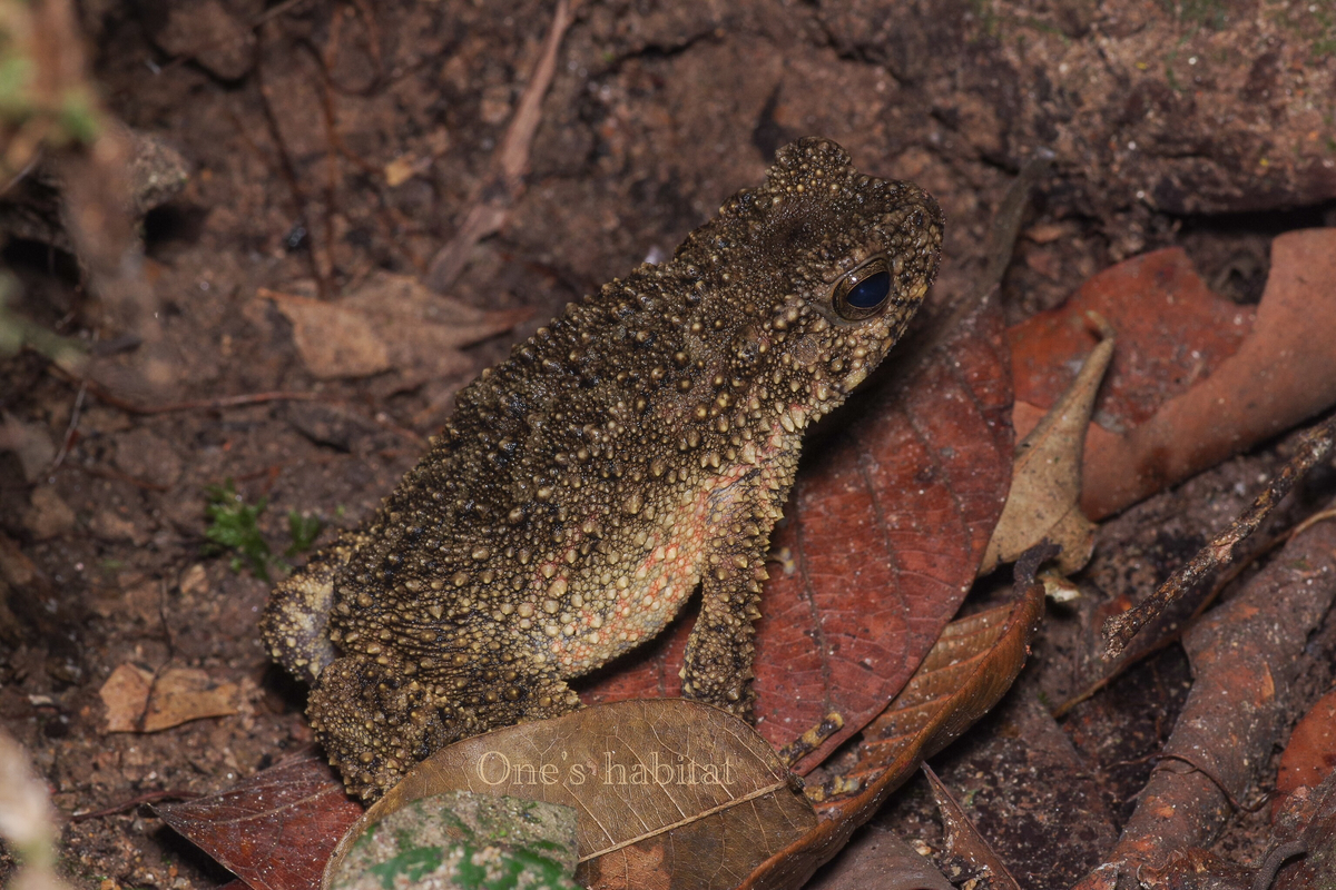 Phrynoidis aspera 