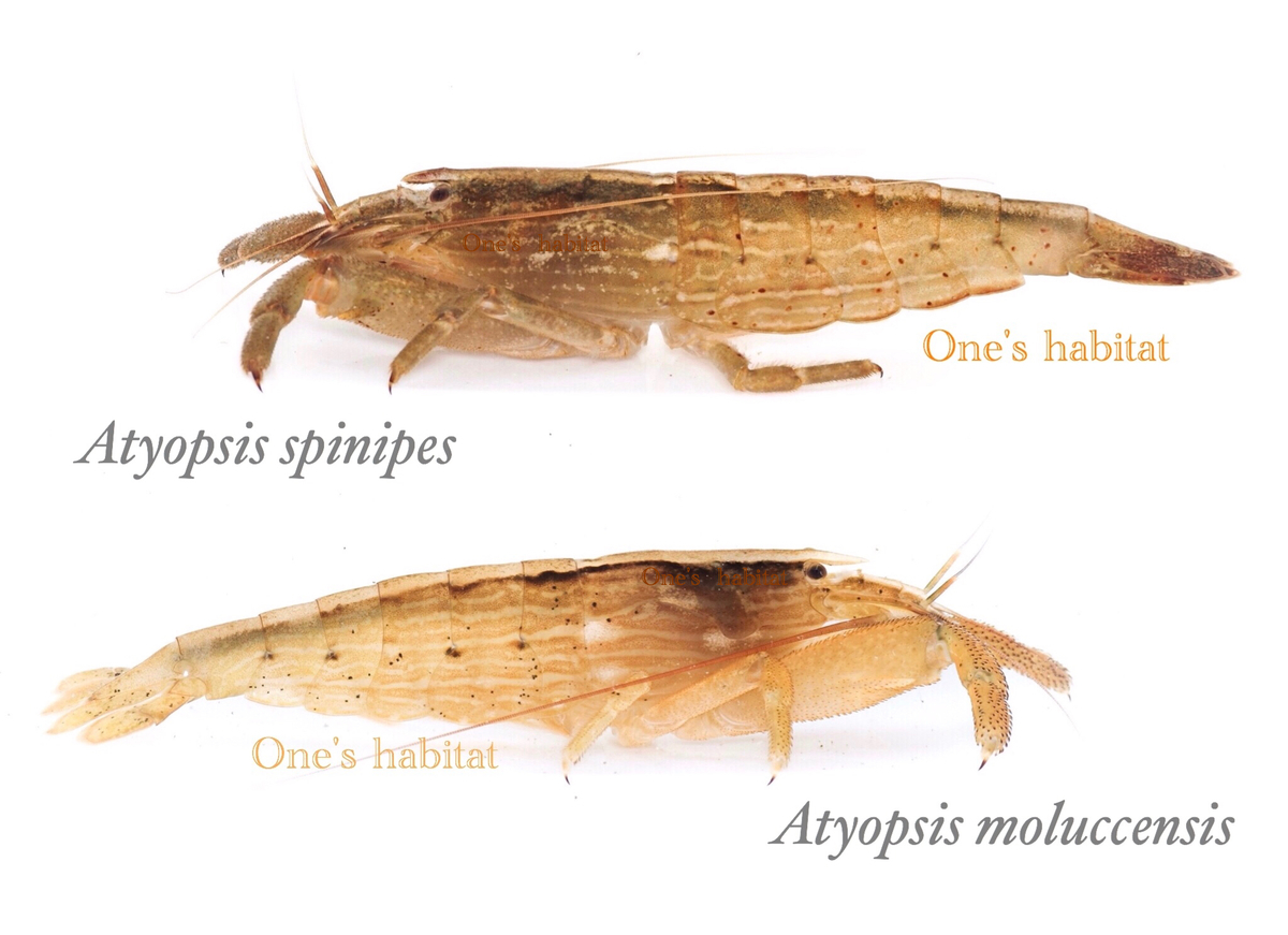 オニヌマエビ Atyopsis ロックシュリンプ One S Habitat Blog