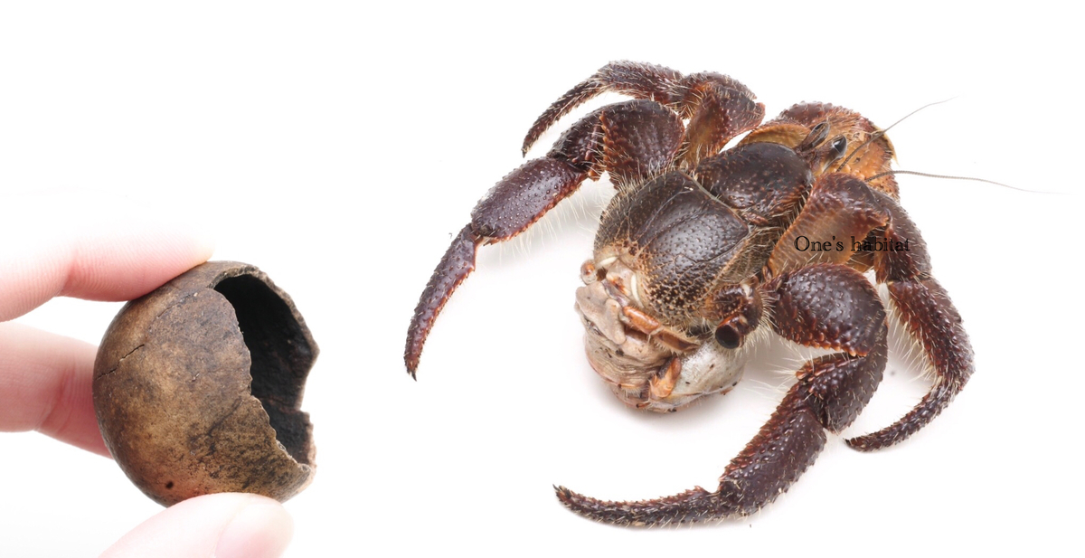 オオトゲオカヤドカリにおける宿貝利用と宿貝放棄行動 - One's habitat