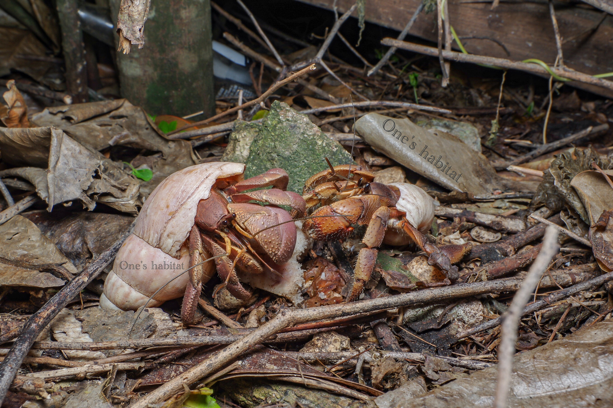 オオトゲオカヤドカリにおける宿貝利用と宿貝放棄行動 - One's habitat