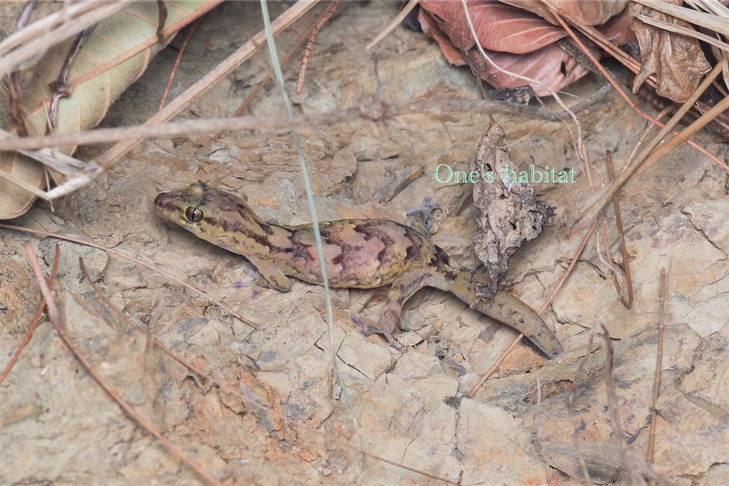 ソバージュババイヤモリ