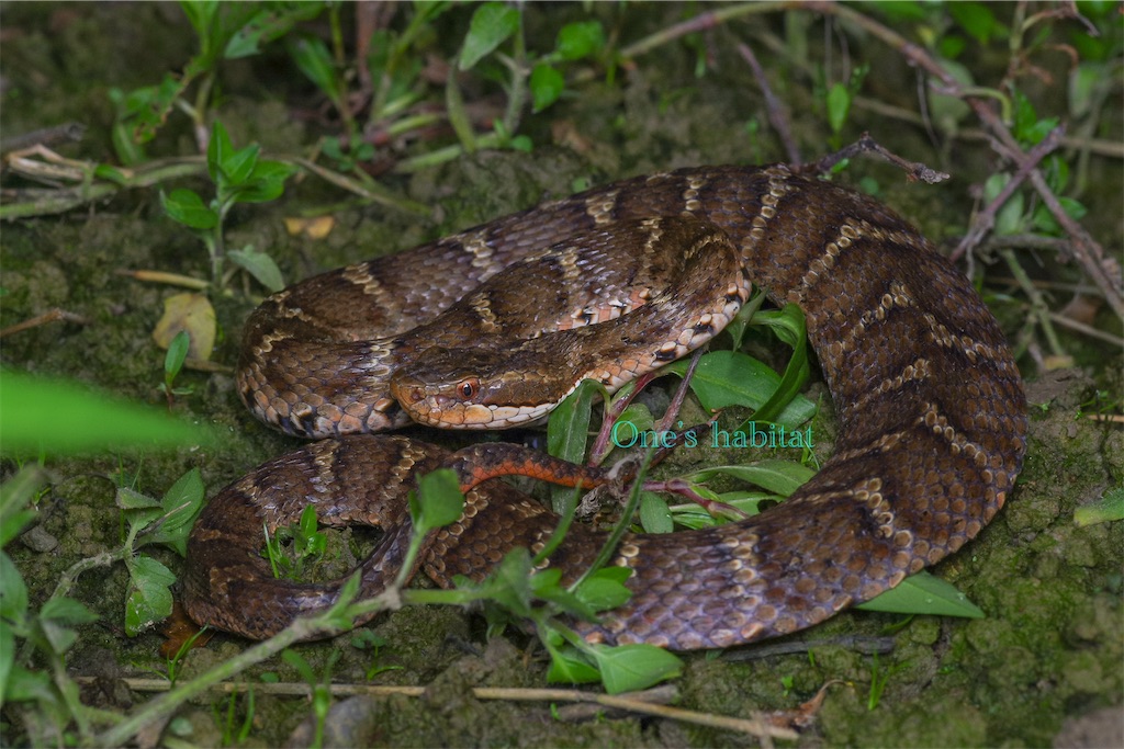Gloydius tsushimaensis