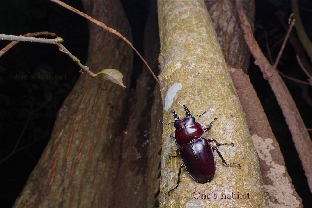 未規制個体】ヤエヤママルバネクワガタ 大歯型 標本 標本】ヤエヤマ