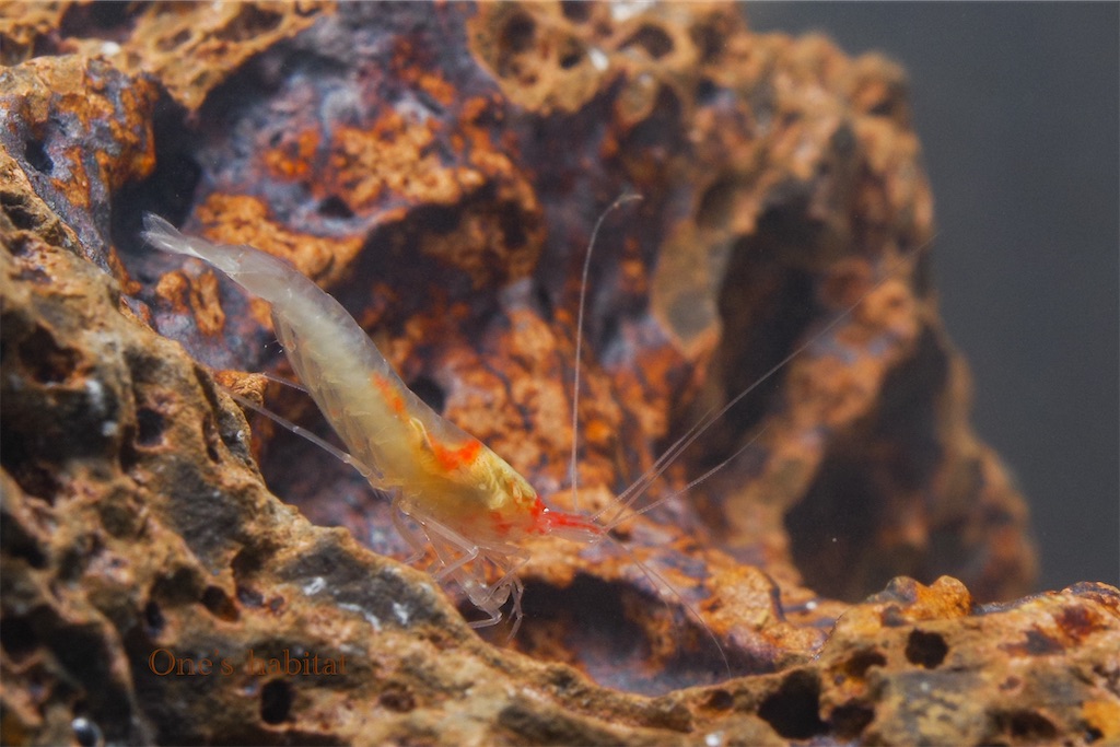 Halocaridinides trigonophthalma
