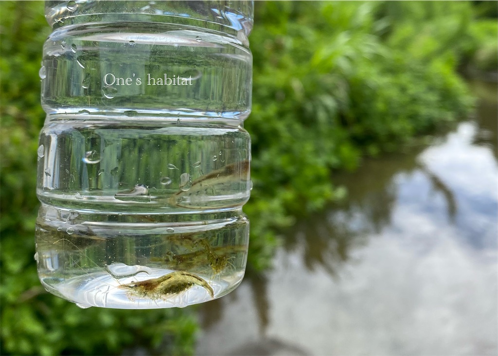 f:id:Oneshabitat:20220117221521j:plain