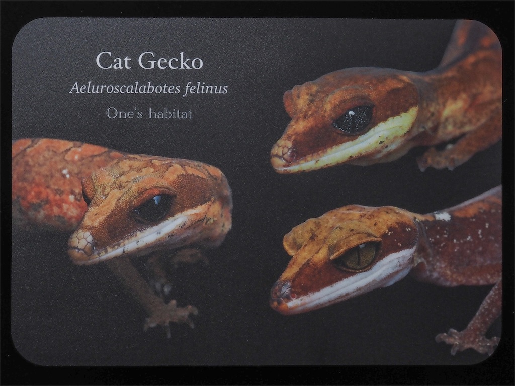 f:id:Oneshabitat:20220306191102j:plain