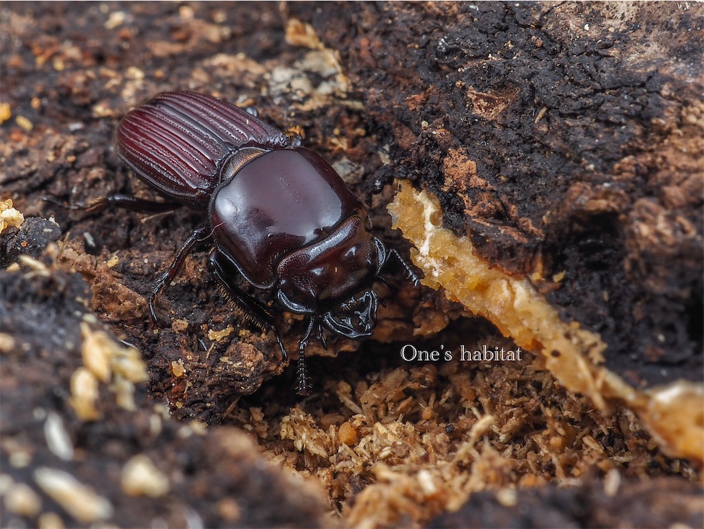 オガサワラチビクワガタ ブリード - One's habitat Blog オガサワラチビクワガタ ブリード - One's habitat Blog