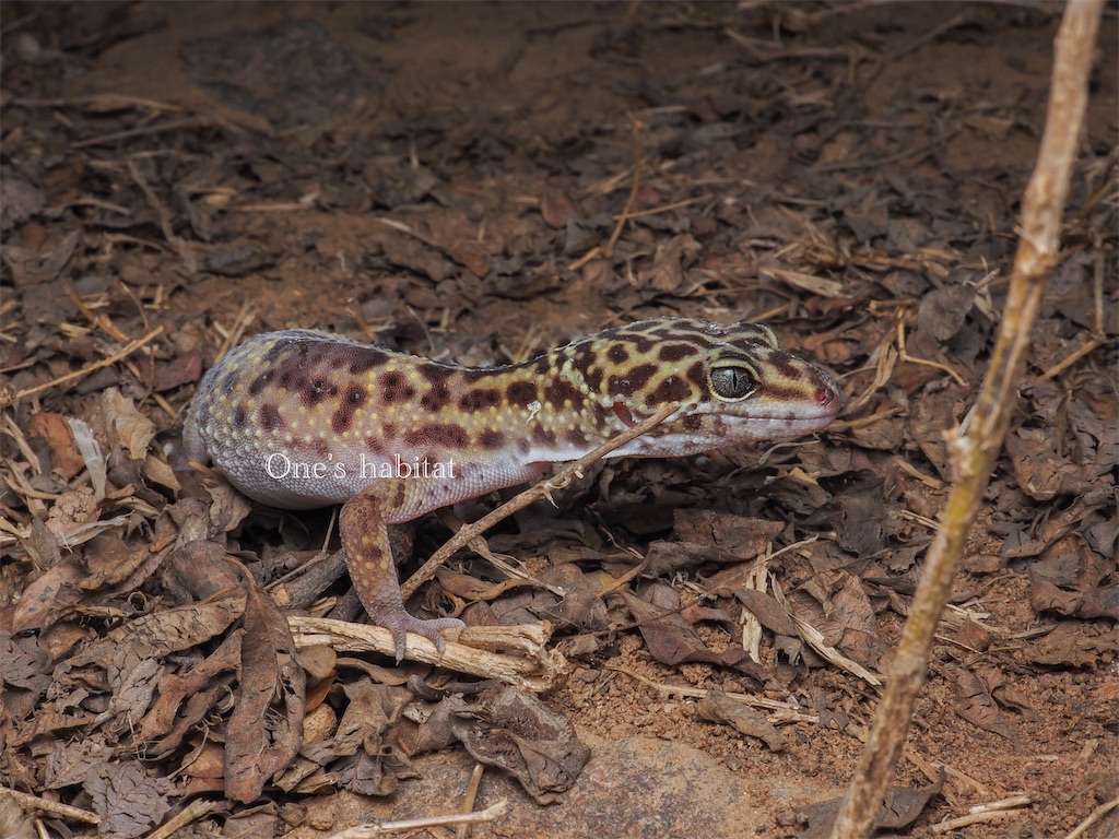 ヒョウモントカゲモドキの生息地
