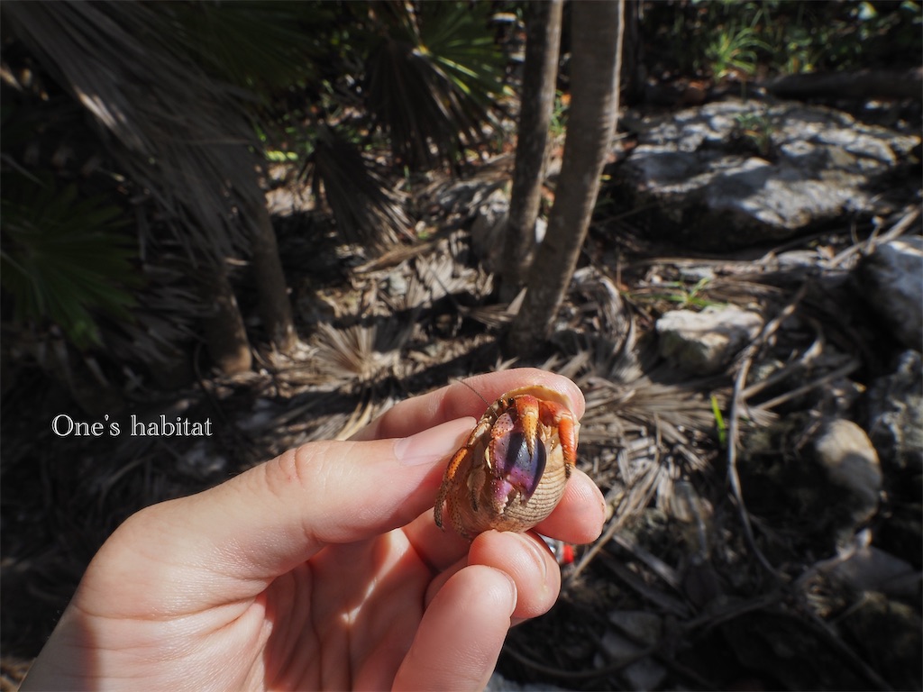 Coenobita clypeatus　カリブオカヤドカリ
