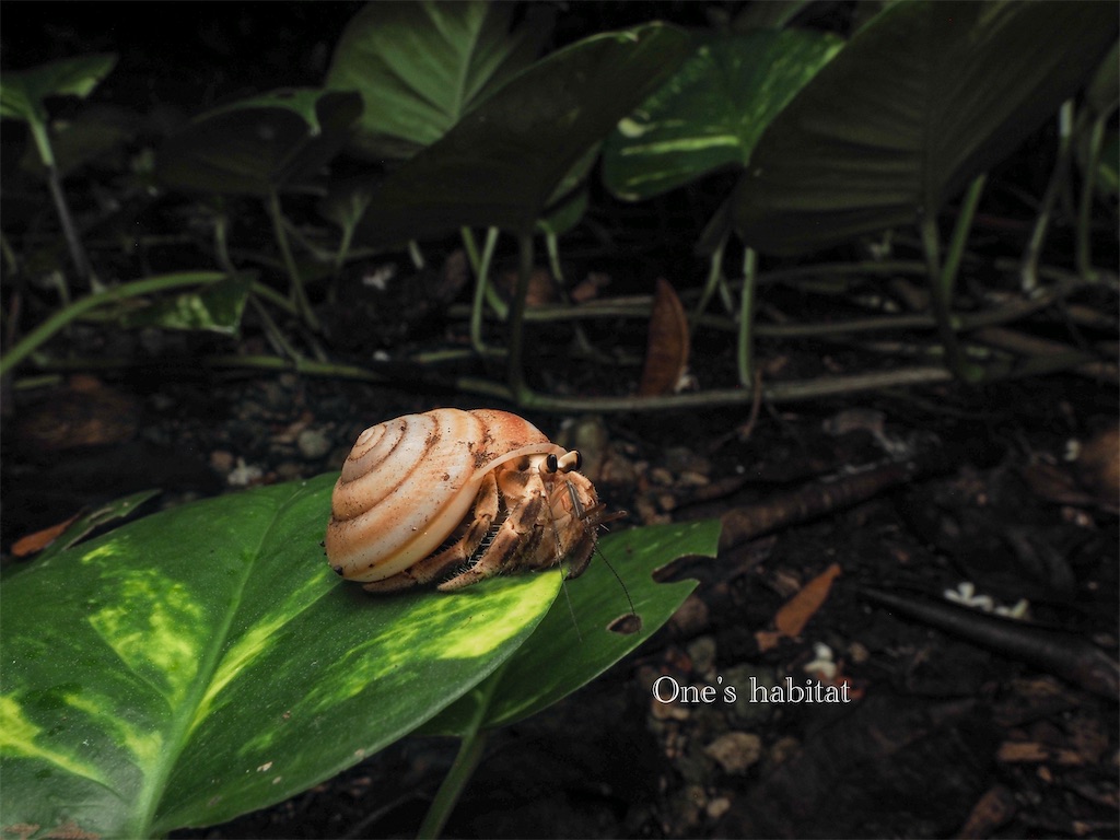 Coenobita longitarsis