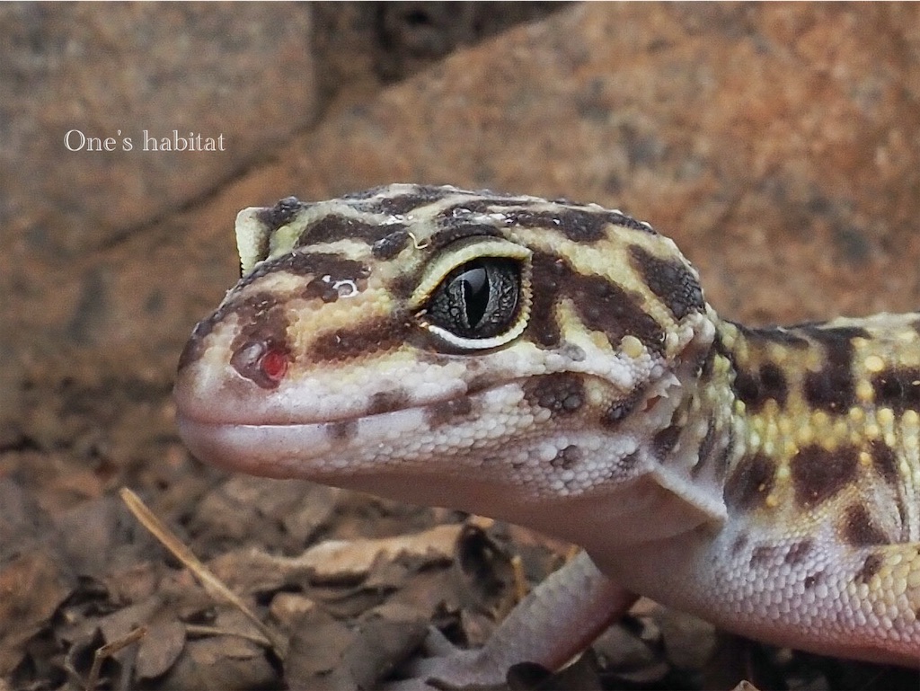 スミスヒョウモントカゲモドキ　Eublepharis macularius smithi