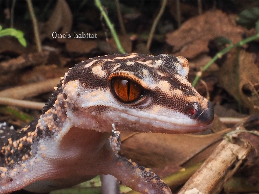 クロイワトカゲモドキ　Goniurosaurus kuroiwae