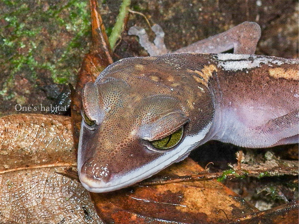 ボルネオキャットゲッコー　Aeluroscalabotes felinus multituberculatus