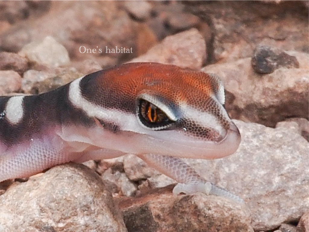 セキヨウトカゲモドキ　Coleonyx fasciatus