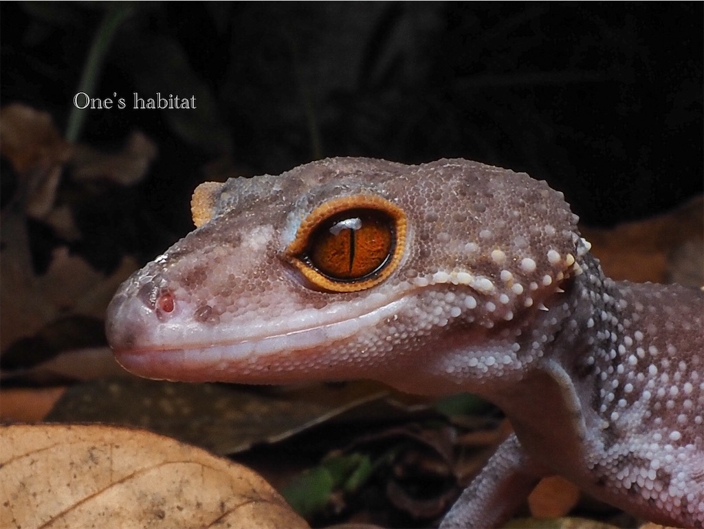 バクボトカゲモドキ　Goniurosaurus lichtenfelderi
