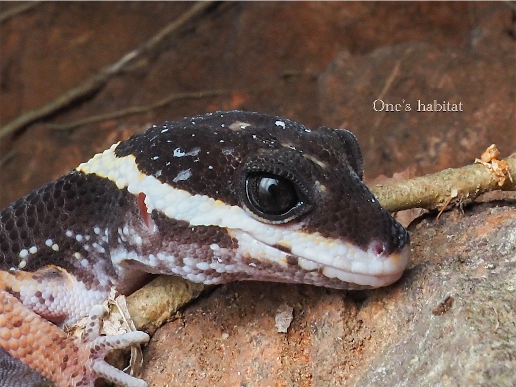 ソメワケトカゲモドキ　Eublepharis pictus