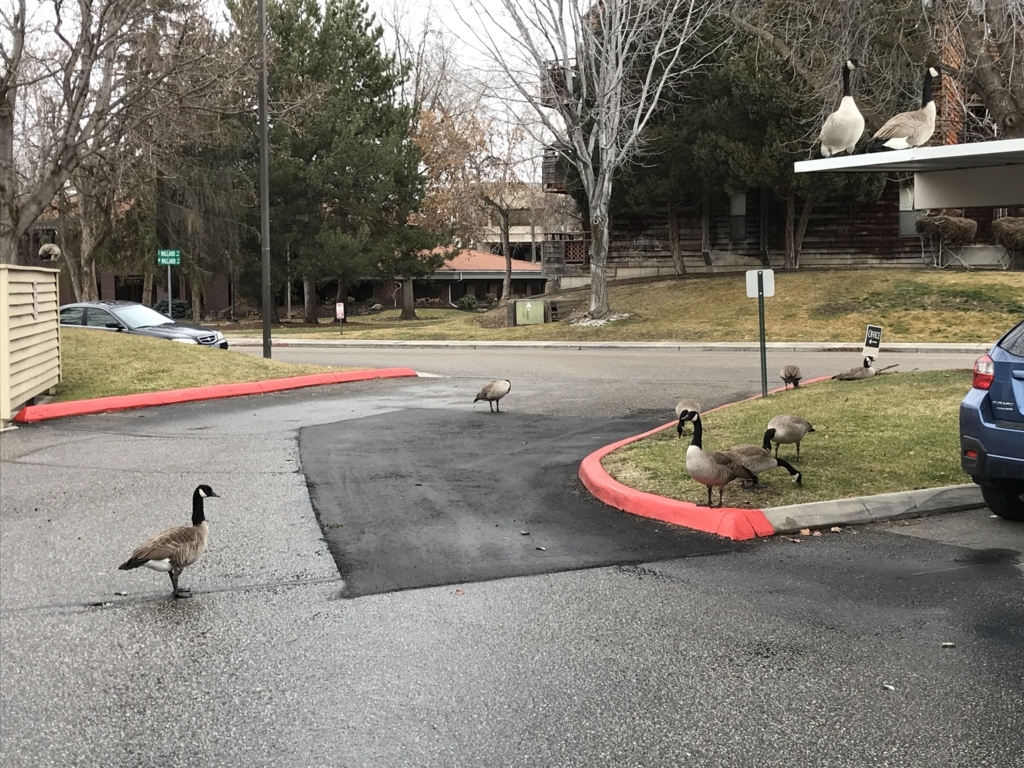 Boiseはどのくらい田舎なのか 30代会社員のアメリカ駐在生活 In Boise Idaho Boiseはどのくらい田舎なのか 30代会社員のアメリカ駐在生活 In Boise Idaho