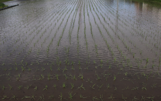 田んぼログ 大雨のあと 6月3日 - おのさきしろざえもん通信