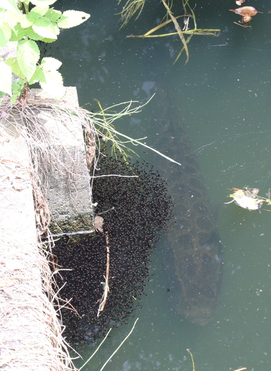 稚魚を見守る雷魚の親 - おのさきしろざえもん通信