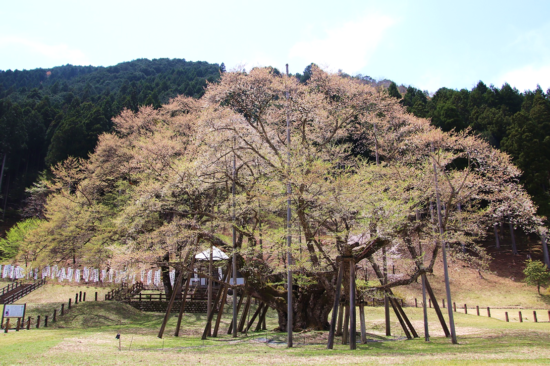 ほぼ葉桜の根尾谷淡墨桜 - おのさきしろざえもん通信