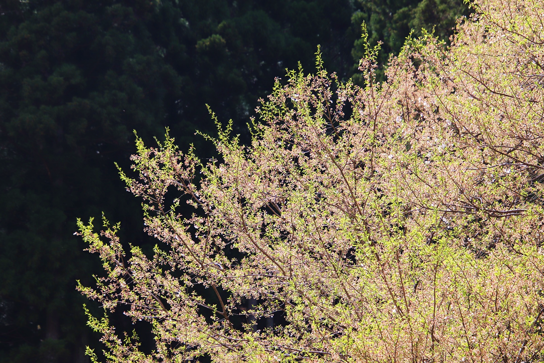 ほぼ葉桜の根尾谷淡墨桜 - おのさきしろざえもん通信